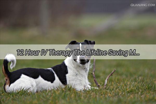 12 Hour IV Therapy The Lifeline Saving Mans Best Friend Around the Clock